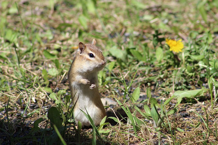 chipmunk, standing, cute, small, outdoor, curious, funny, little HD wallpaper