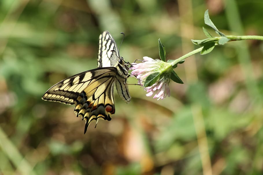 swallowtail, butterfly, flower, sitting, summer, animal themes HD wallpaper