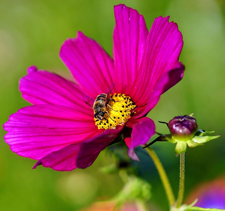flower, bee, insect, pollen, petals, iris, pink, purple, bud HD wallpaper