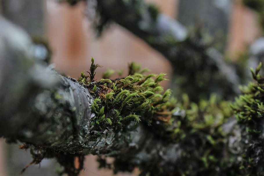 trees, branches, moss, nature, selective focus, plant, close-up HD wallpaper