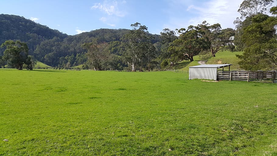 aire river escape, paddock, springtime, plant, grass, tree HD wallpaper