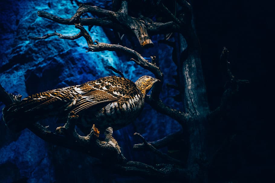 tree, branch, plant, nature, dark, bird, animal, vertebrate HD wallpaper