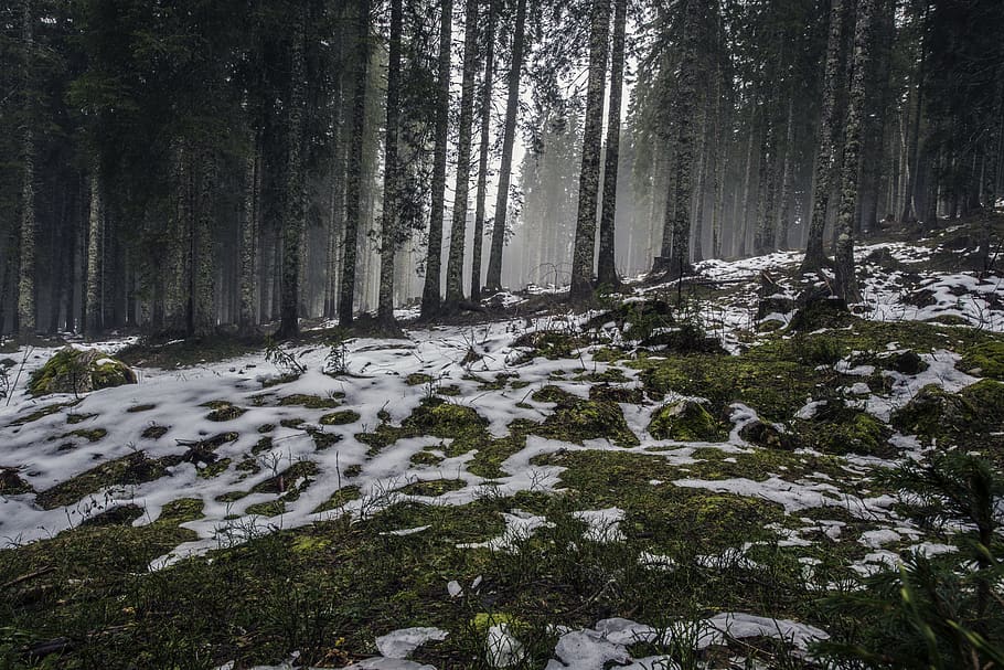 snow coated forest field, tree, nature, trees, land, outdoors HD wallpaper