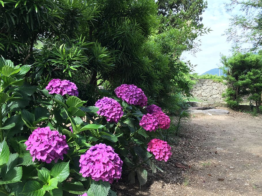 flowers, views, hydrangea, plant, flowering plant, growth, beauty in nature HD wallpaper