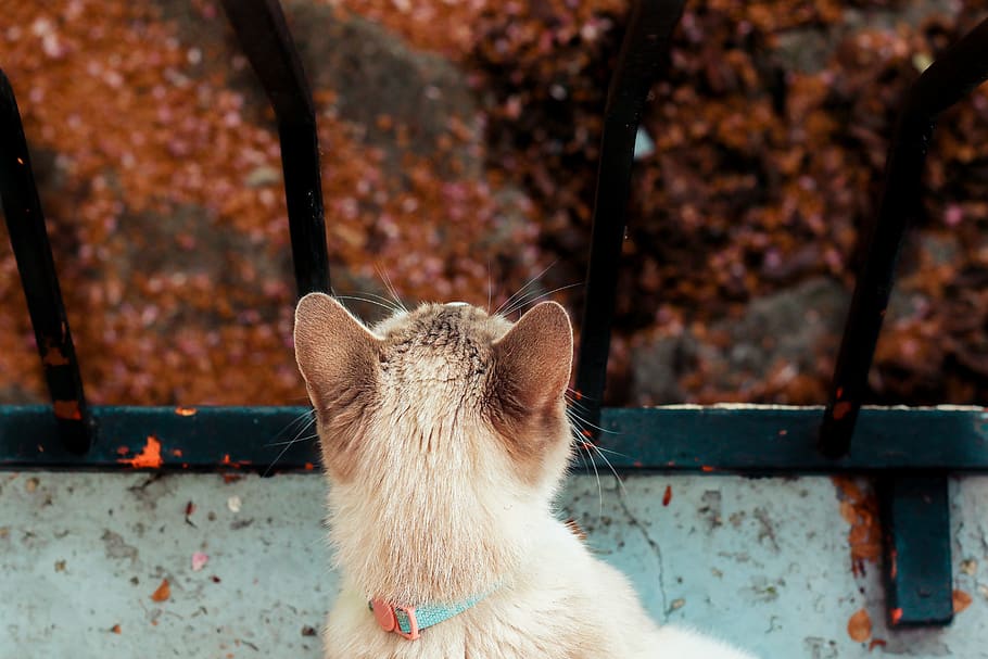 white cat near railing, animal, manx, mammal, pet, abyssinian HD wallpaper