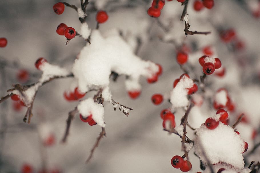 Tree With Fruit Covered With Snow, berry, blur, branch, bright HD wallpaper