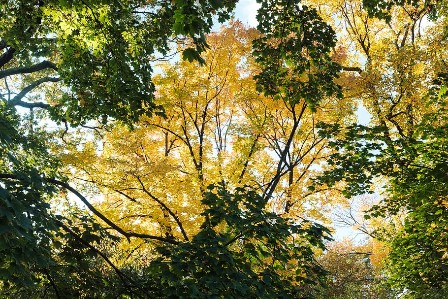trees, woods, fall, yellow, green, october, seasons, plant HD wallpaper
