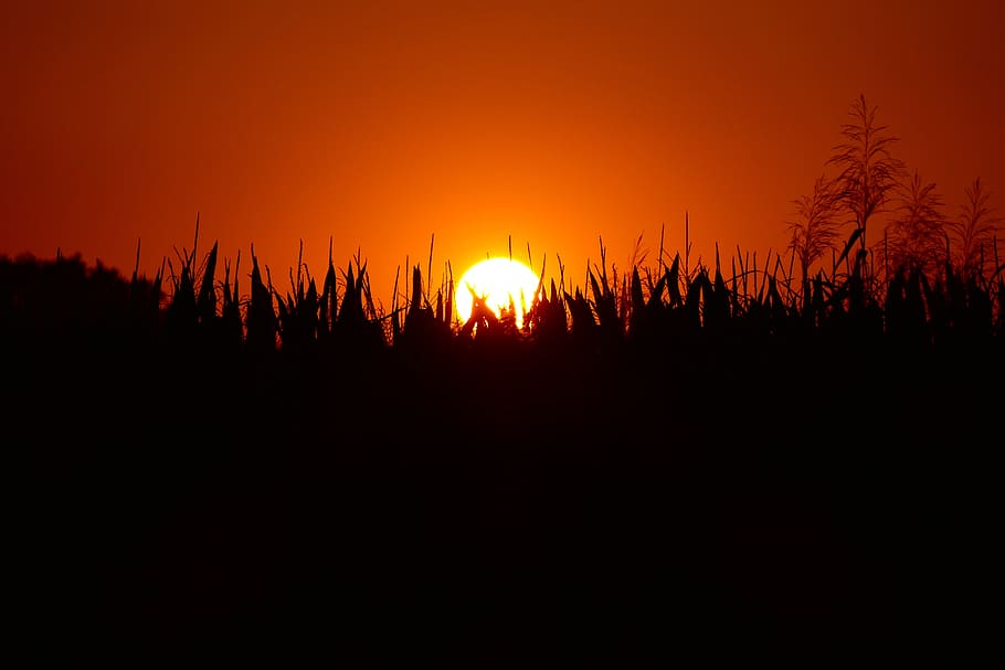 west-the-sun-nature-fields.jpg