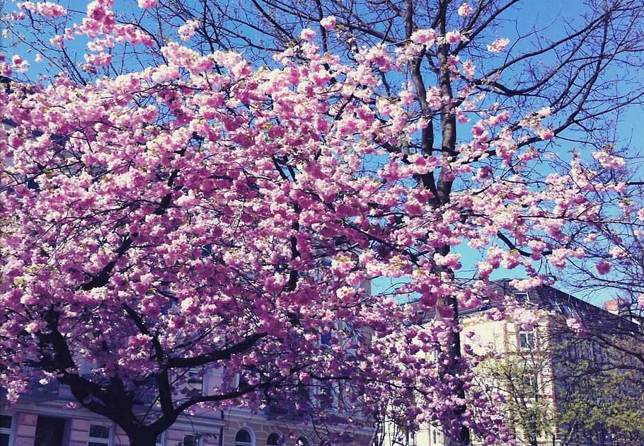 germany, hamburg, eimsbüttel, cherry tree, pink, spring, sky HD wallpaper