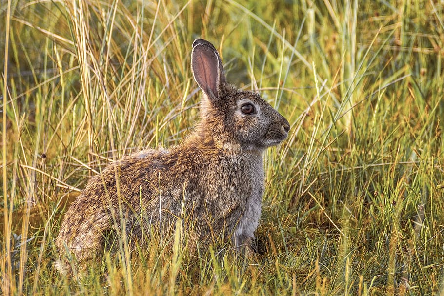 rabbit, nature, hare, ears, sit, animal world, cute, furry HD wallpaper