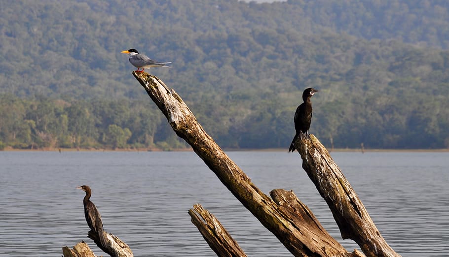 birds, branches, water, twig, animal wildlife, animals in the wild HD wallpaper