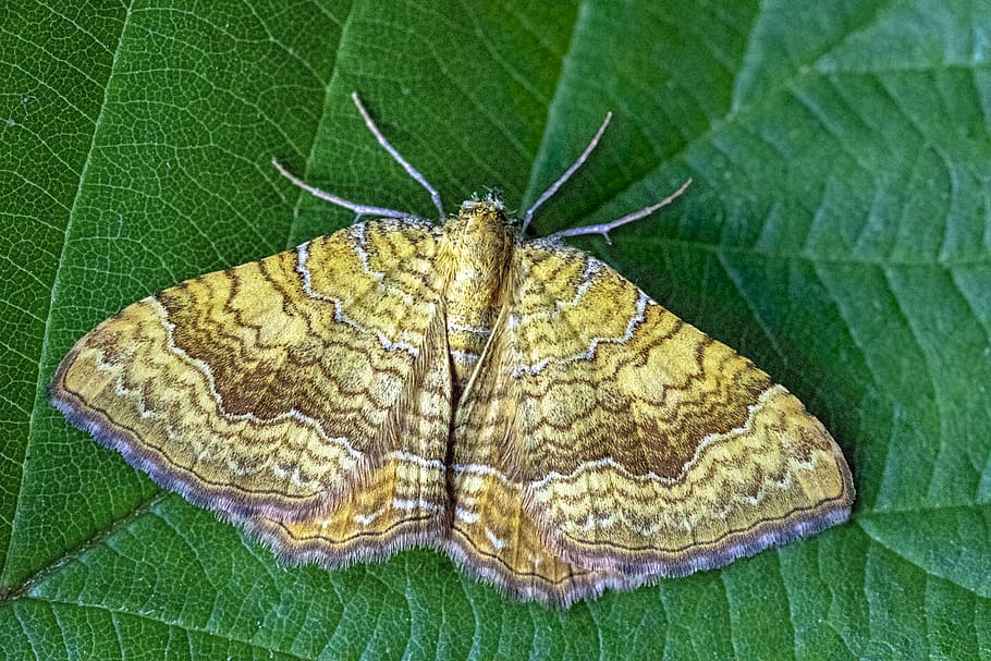 yellow- shell, moth, wings, pattern, nature, metamorphosis HD wallpaper