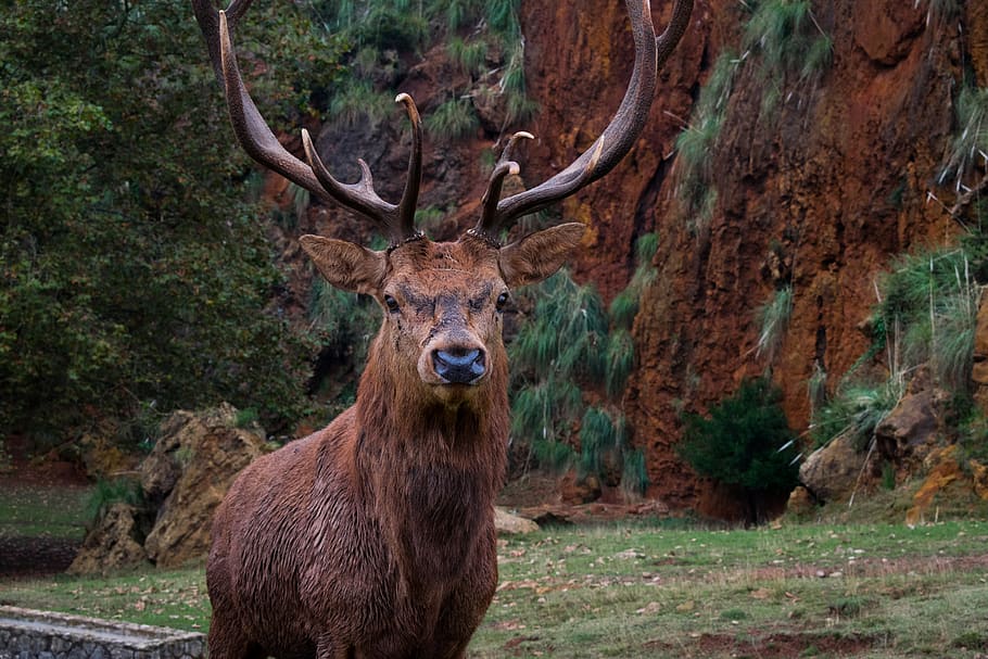 brown moose in forest, animal wildlife, animal themes, one animal HD wallpaper