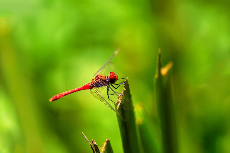 nature, macro, garden, summer, insects, green, invertebrate HD wallpaper