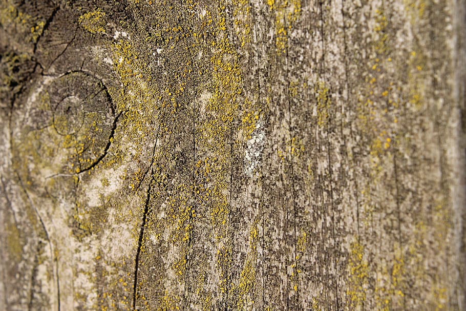 tree, wood, plank, moss, green, mossy, worn, old, nature, garden HD wallpaper