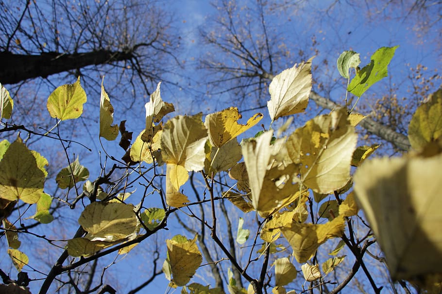 autumn, leaves, trees, sheet, foliage, mood, landscape, october HD wallpaper