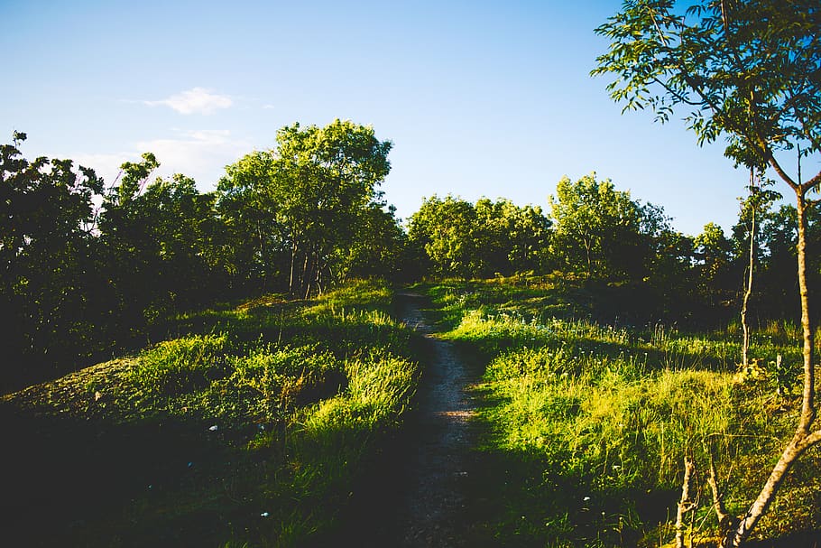 estonia, grass, trees, green, landscape, artistic, sky, forest HD wallpaper