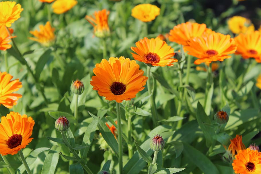flowers, flora, spring, garden, flowering plant, freshness HD wallpaper