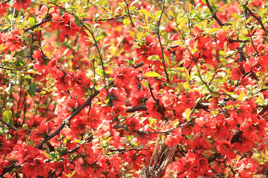 Summer red. Красный сад. Red Summer. Книга и летний сад красные цветы.