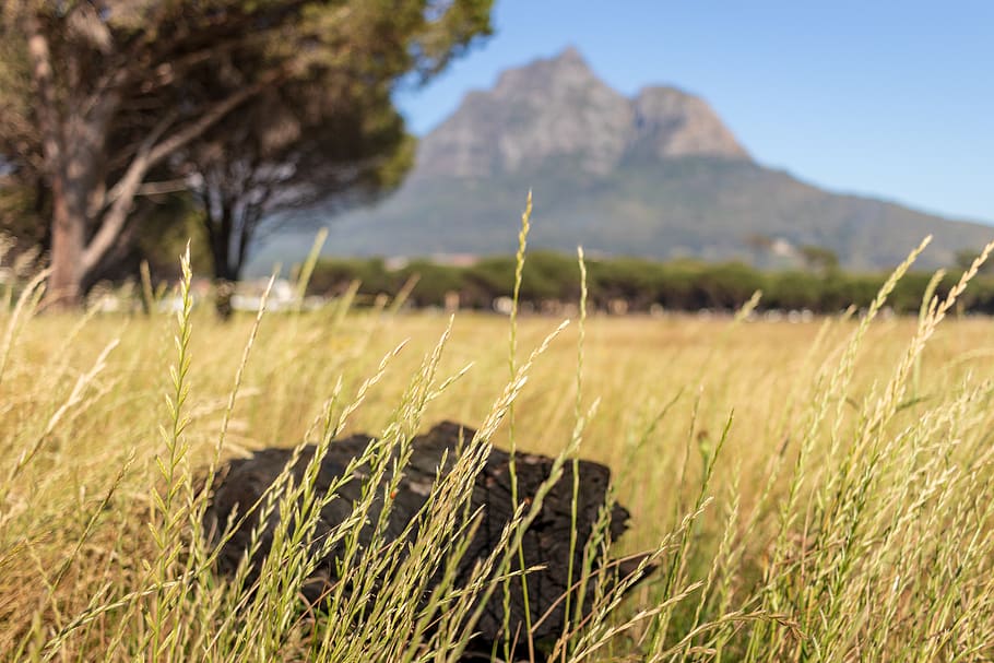tall grass, tree, trees, mountain, burnt log, log in grass HD wallpaper