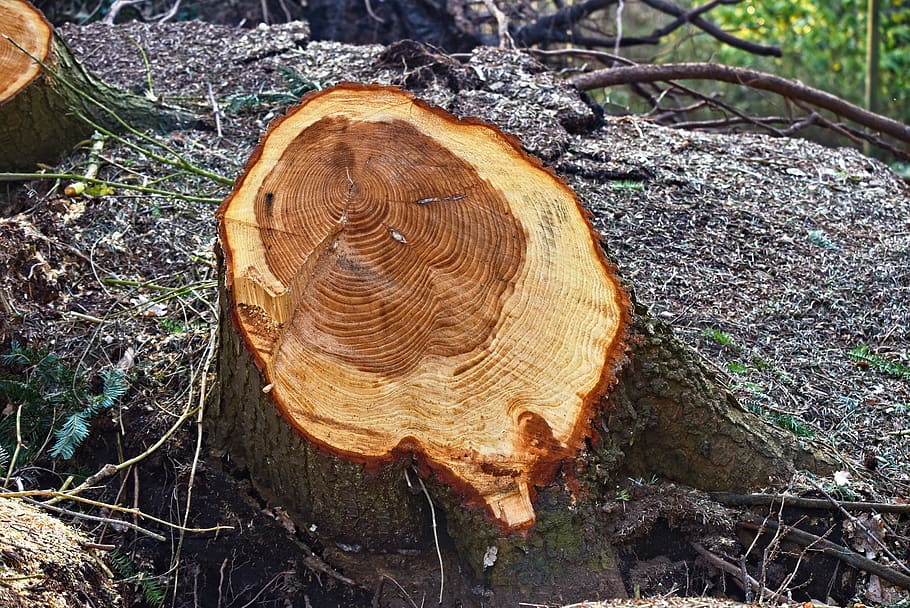 tree, chopped, cut, log, year rings, wood, timber, lumber, sawed HD wallpaper