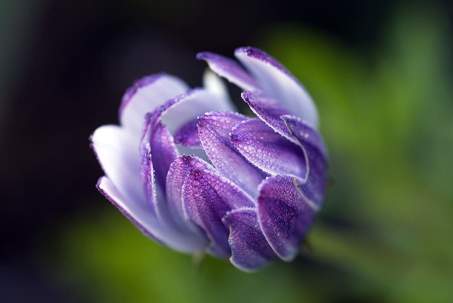 Purple Flower, bloom, blossom, dew, flora, HD wallpaper, macro HD wallpaper