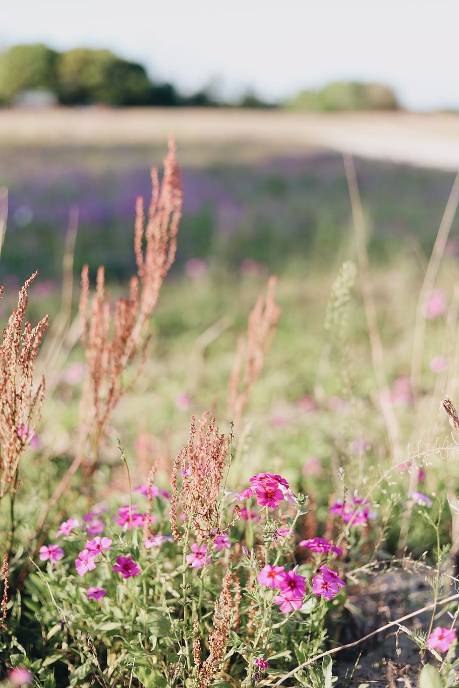 pink petaled flowers at daytime, grass, plant, jar, pottery, potted plant HD wallpaper