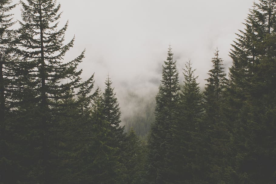 green trees surrounded by clouds, united states, government camp HD wallpaper
