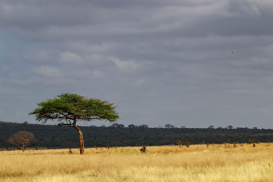 africa, kenya, safari, nature, national park, landscape, tsavo, HD wallpaper