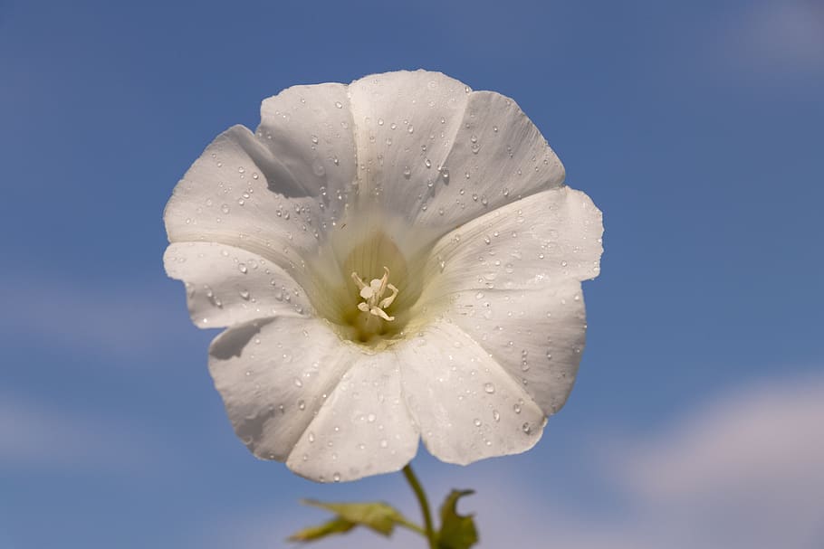 bindweed, flower, white, sky, nature, flowering plant, petal HD wallpaper