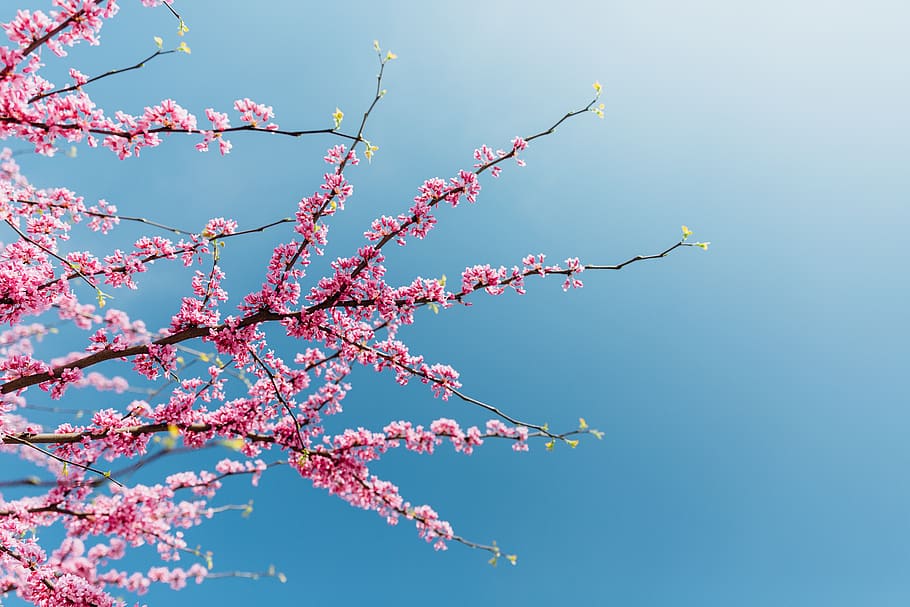 spring, flower, tree, plant, growth, branch, flowering plant HD wallpaper