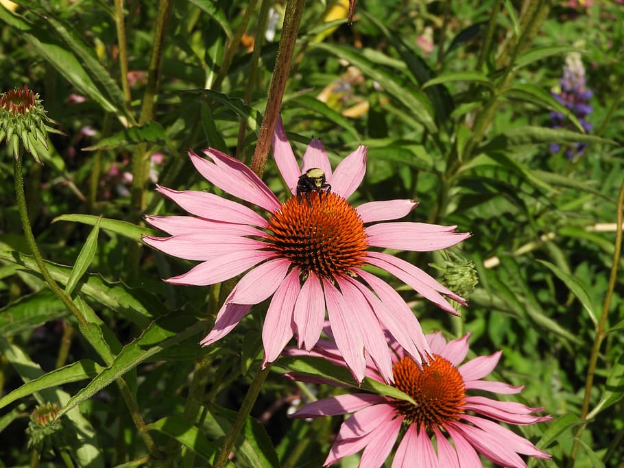 flower, bee, bumblebee, summer, garden, orange, violet, petals HD wallpaper