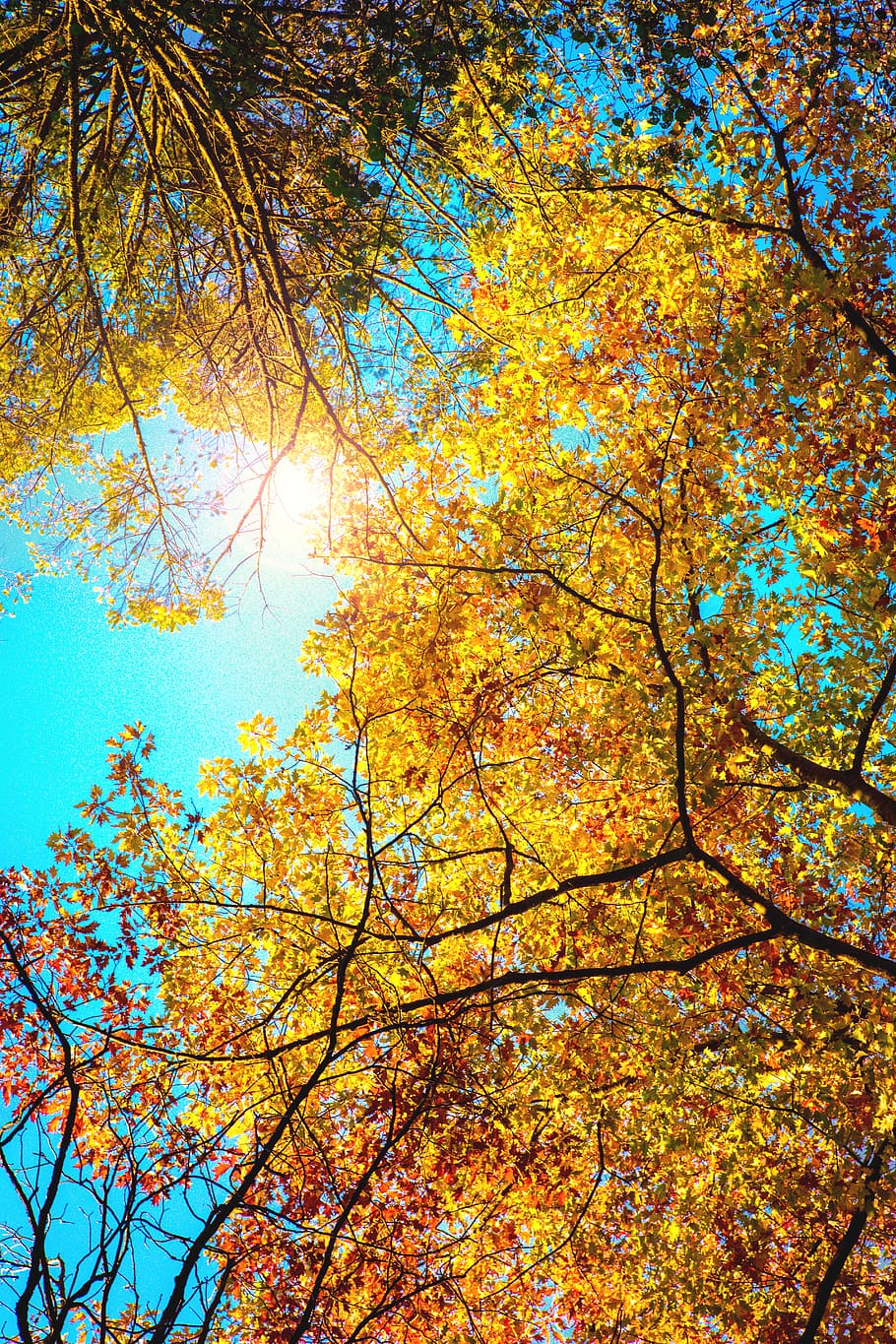 autumn, orange, leaves, forest, sun, tree, park, city, beauty HD wallpaper