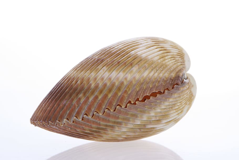bone, close-up, closeup, coast, coastline, cockle-shell, conch HD wallpaper