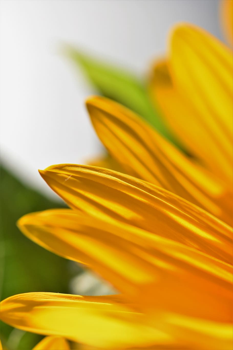 sunflower, blossom, bloom, summer, yellow, nature, plant, close up, HD wallpaper