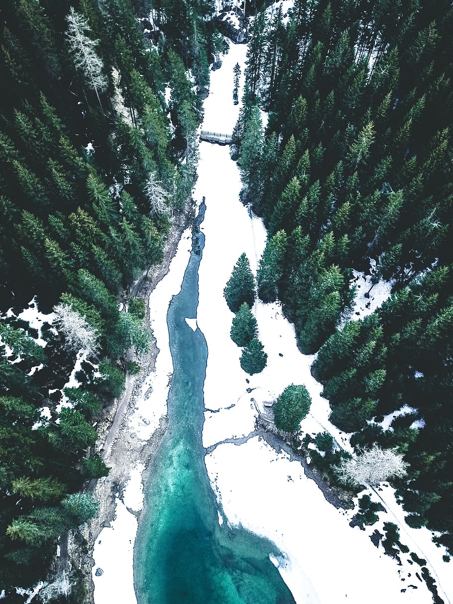 aerial photography of pine trees near river, forest, green, snow HD wallpaper