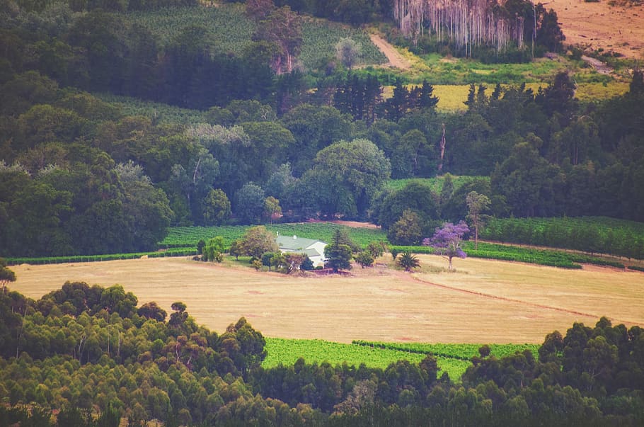 field, landscape, house, trees, forest, outdoors, nature, meadow HD wallpaper