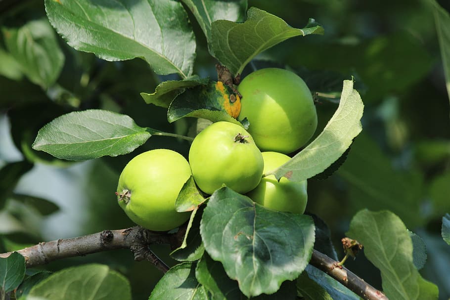 apples, branch, fruit, nature, leaves, food, outdoors, apple tree HD wallpaper