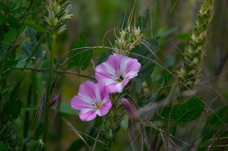 bindweed, flower, meadow, pink, blossom, bloom, white, winds HD wallpaper