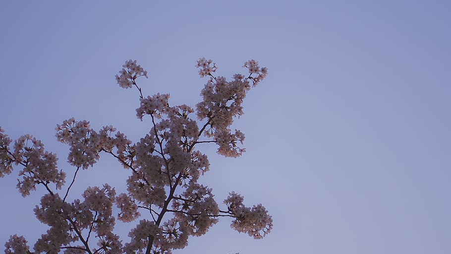 japan, tokyo, spring, sakura, cherry blossom, asia, april, plant HD wallpaper