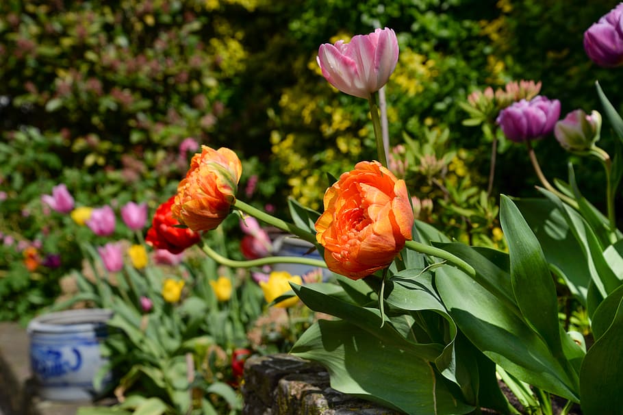 Photo of Orange and Purple Flowers, bloom, blooming, blossom HD wallpaper