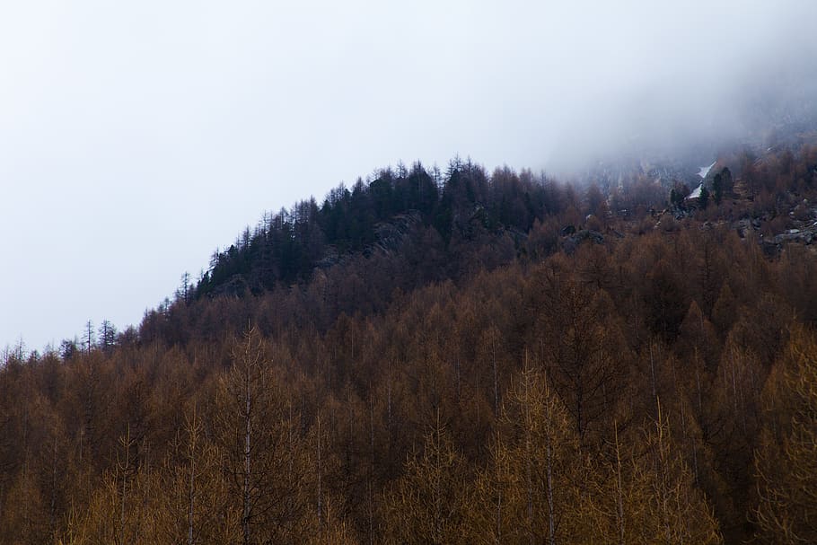 switzerland, ayer, zinal, spring, fog, trees, mountains, snow HD wallpaper