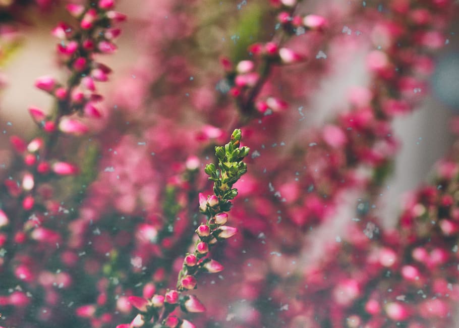 heide, heather, erika, close up, pink, autumn, flowers, bloom HD wallpaper