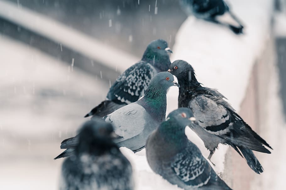 Selective Focus Photography of Flock of Gray Pigeons Perched on Wall Covered With Snow HD wallpaper