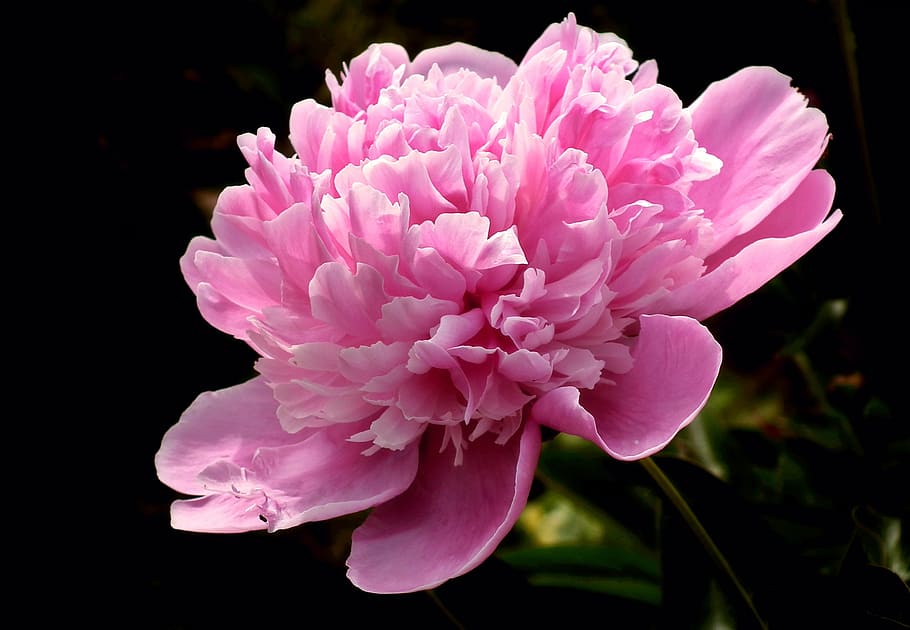 flower, peony, pink, spring, garden, macro, nature, closeup HD wallpaper