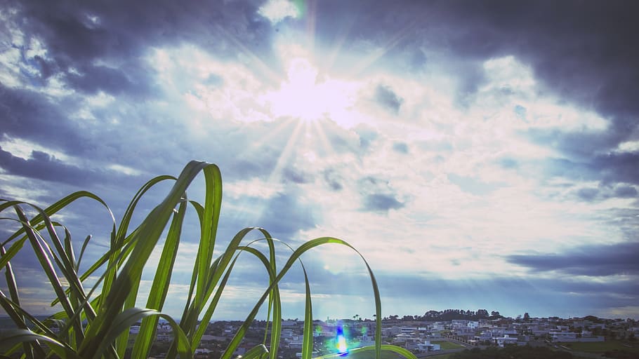 sun, cloundy, sunlight, palm tree, sky, cloud - sky, nature HD wallpaper