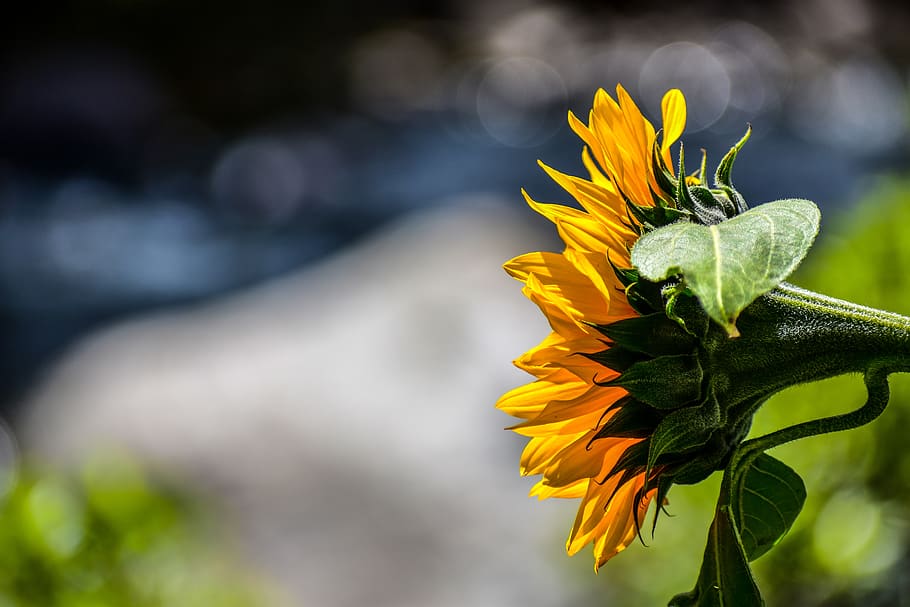 sunflower, yellow, flowering, nature, flowering plant, freshness HD wallpaper