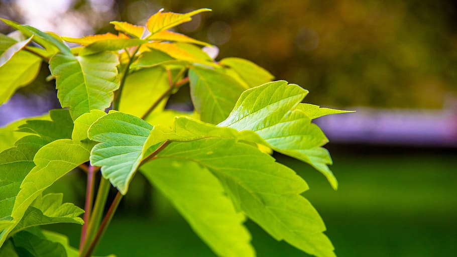 green, nature, spring, bloom, environment, garden, ecology HD wallpaper