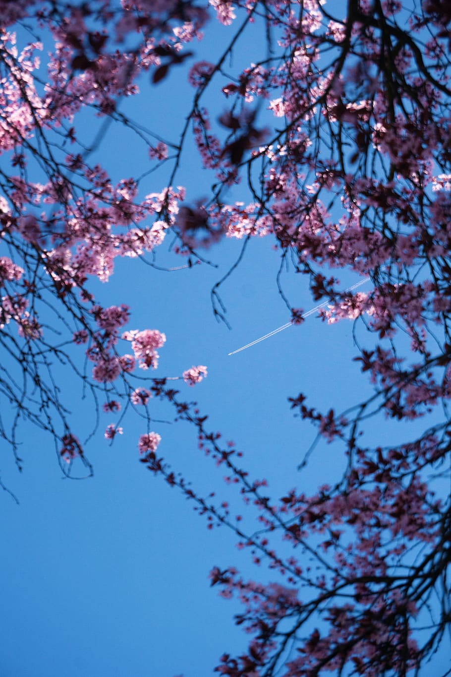 germany, spring, sky, tree, airplane, cherrytree, blue, plant HD wallpaper