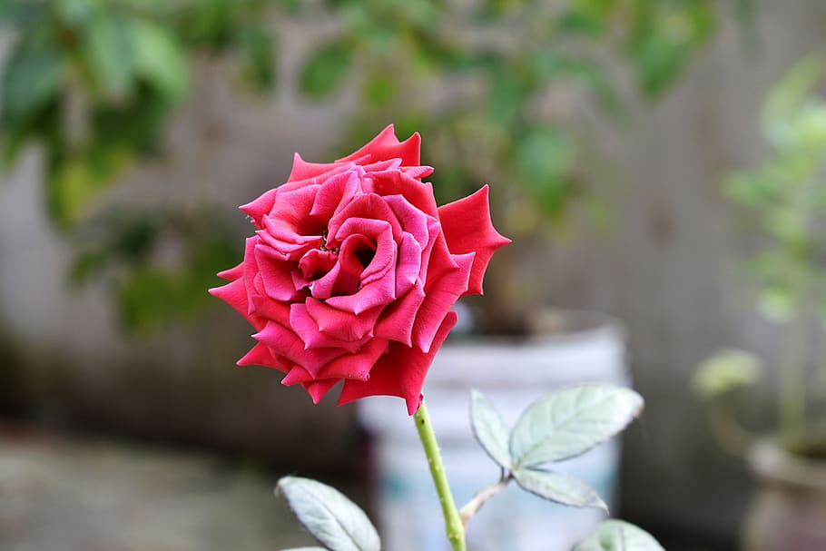 rosa, flower, nature, spring, romantic, flowers, flowering plant HD wallpaper
